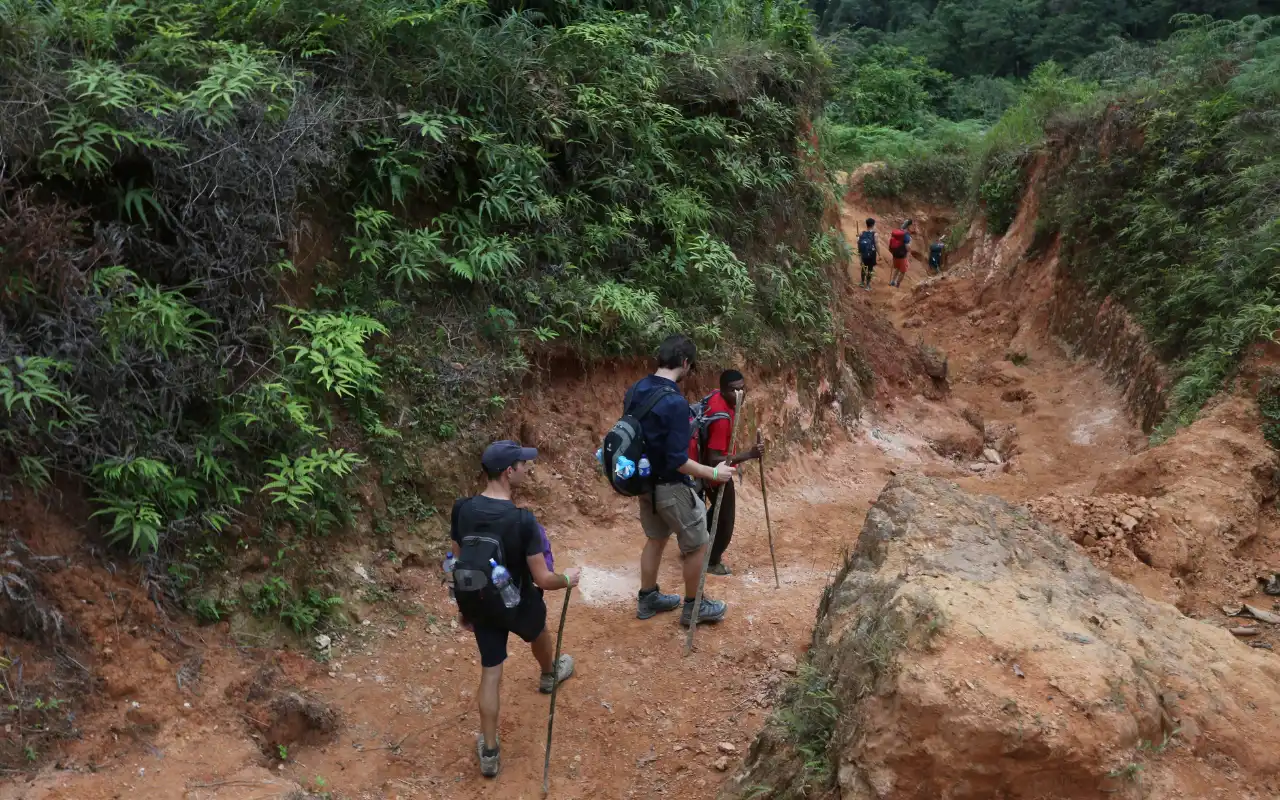 Stone steps through cloud forest on the Lost City trail